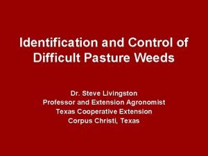 Texas pasture weeds