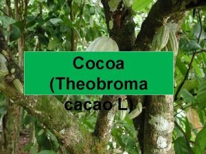 Cocoa Plant And Its Distribution v Cocoa has