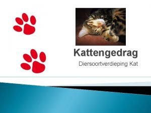 Kattengedrag Diersoortverdieping Kat LICG infopagina gedrag en opvoeding