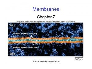 Membranes Chapter 7 Membrane Structure The Fluid Mosaic