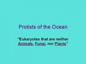 Ocean protists