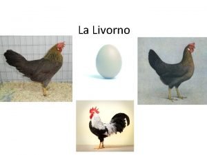 Livornese collo arancio