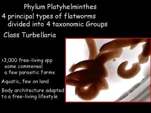 Taenia solium phylum