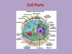 Parts of cell