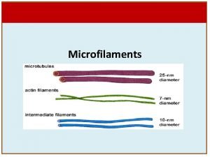 Diameter of microfilament