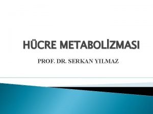 Prof dr serkan yılmaz