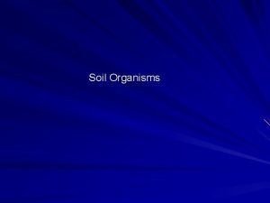Soil Organisms What creatures live in soil 22