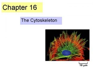 Chapter 16 The Cytoskeleton Eucaryotic cells contain protein