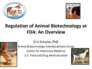 Regulation of Animal Biotechnology at FDA An Overview