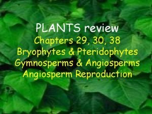 Contrast gymnosperms and angiosperms