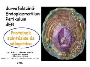 durvafelsznEndoplazmatikus Retikulum d ER Proteinek szintzise s vlogatsa