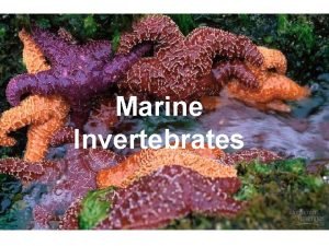 Marine Invertebrates THE ANIMAL KINGDOM BASIC CHARACTERISTICS OF