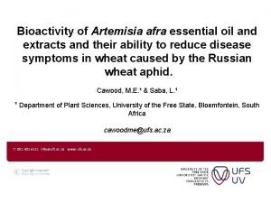Artemisia afra essential oil