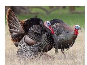 Turkey Selecting Breeds Turkeys are suitable for commercial