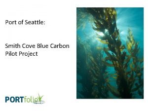 Port of Seattle Smith Cove Blue Carbon Pilot