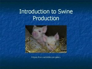 Swine production introduction