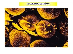 Acidos graxos e glicerol