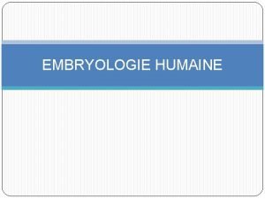 EMBRYOLOGIE HUMAINE Rappel Avant lovulation sous linfluence des