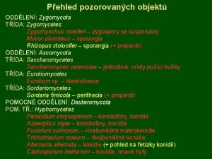 Pehled pozorovanch objekt ODDLEN Zygomycota TDA Zygomycetes Zygorhynchus