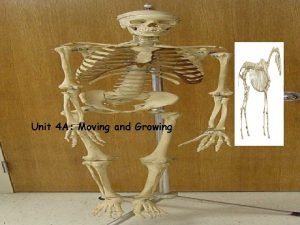 Skeleton systm