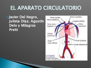 Relacion entre aparato circulatorio y respiratorio