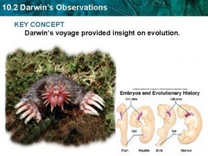Darwins observations