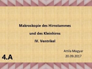 Makroskopie des Hirnstammes und des Kleinhirns IV Ventrikel