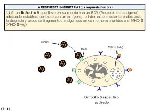 LA RESPUESTA INMUNITARIA I La respuesta humoral 1