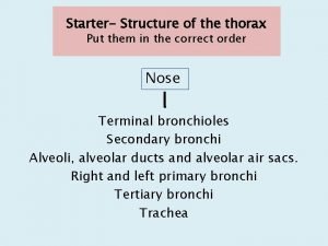 Structure of the thorax