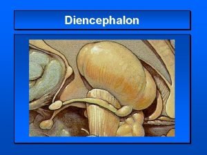 Diencephalon Diencephalon Thalamus dorsal thalamus Hypothalamus pituitary gland