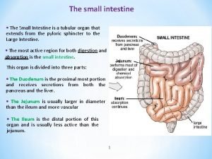 Small intestine extends from