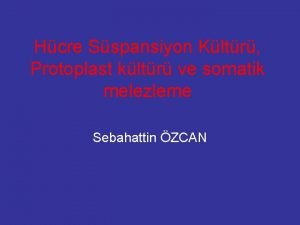 Hcre Sspansiyon Kltr Protoplast kltr ve somatik melezleme