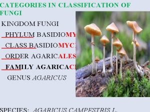 Fungi kingdom classification