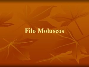 Principais representantes dos moluscos
