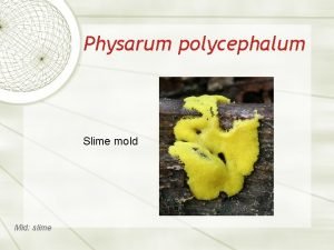Physarum polycephalum Slime mold Mid slime Manyheaded polycephalum