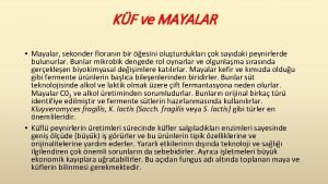 KF ve MAYALAR Mayalar sekonder florann bir esini