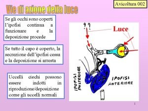 Avicoltura 002 Se gli occhi sono coperti lipofisi