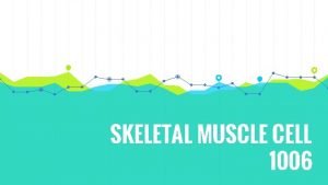 Is skeletal muscle an organ