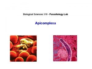 Biological Sciences 318 Parasitology Lab Apicomplexa Apicomplexa Kingdom