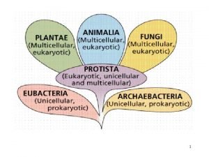 Characteristics of kingdom protista Characteristics of kingdom protista
