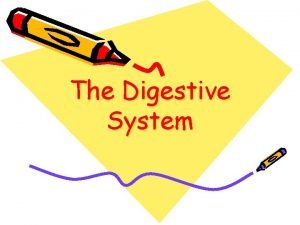 The Digestive System Components Mouth Esophagus Stomach Small