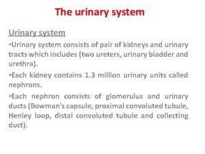 The urinary system Urinary system Urinary system consists