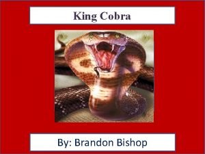 King cobra habitat facts