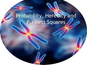 Probability Heredity and Punnett Squares Coin Toss I