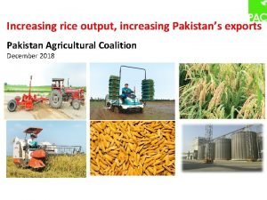 Increasing rice output increasing Pakistans exports Pakistan Agricultural