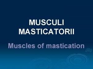 MUSCULI MASTICATORII Muscles of mastication 4 pairs of