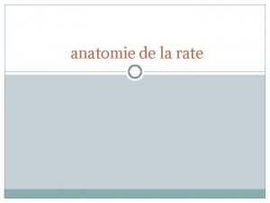 Anatomie de la rate