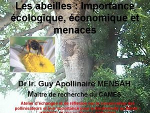 Les abeilles Importance cologique conomique et menaces Dr
