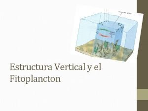 Estructura Vertical y el Fitoplancton El Fitoplancton El