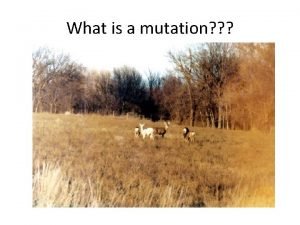 Glu to val mutation